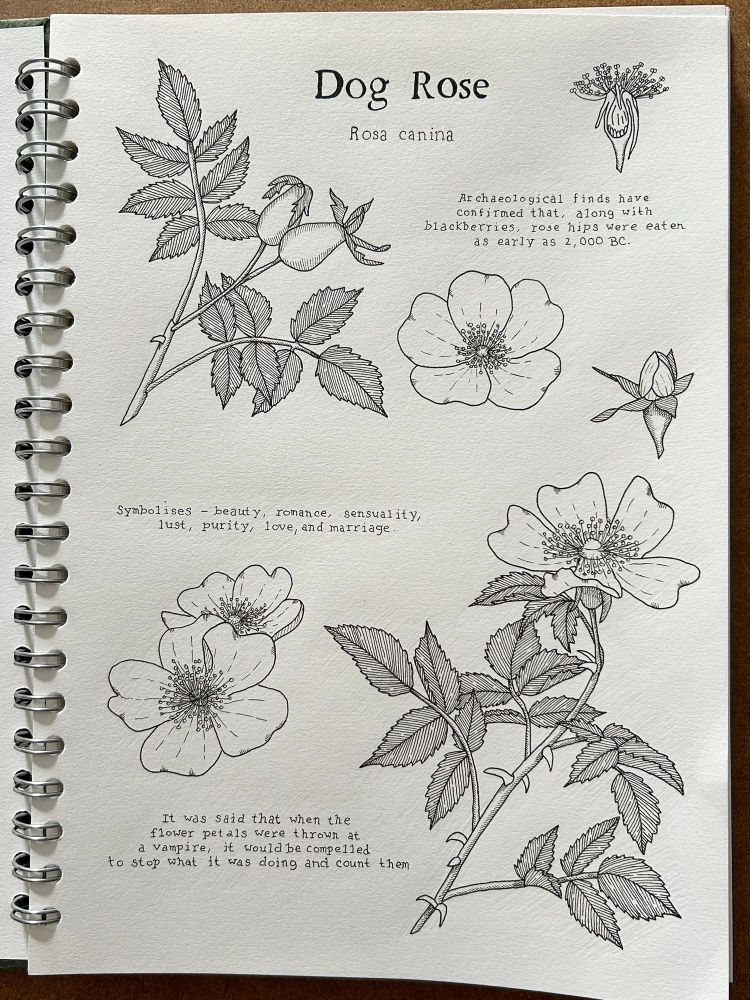 A sketchbook page with ink drawings of dog roses with some writing about the plant.