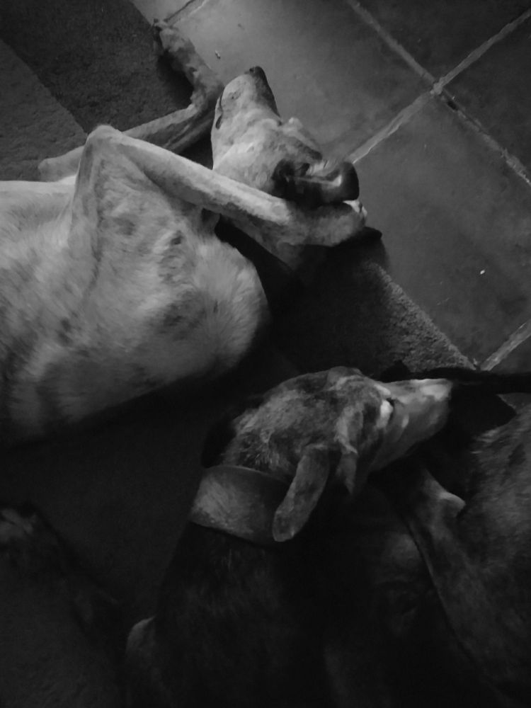 black and white picture of 2 dogs curled up together sleeping, one has his paw behind his ear 