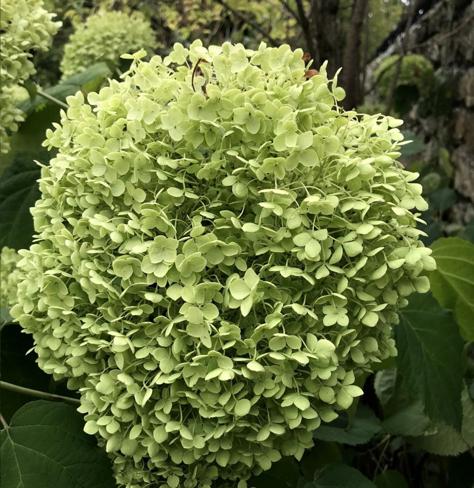 Large pale green hydrangea flower filling most of the frame, with other green flowers in the background
