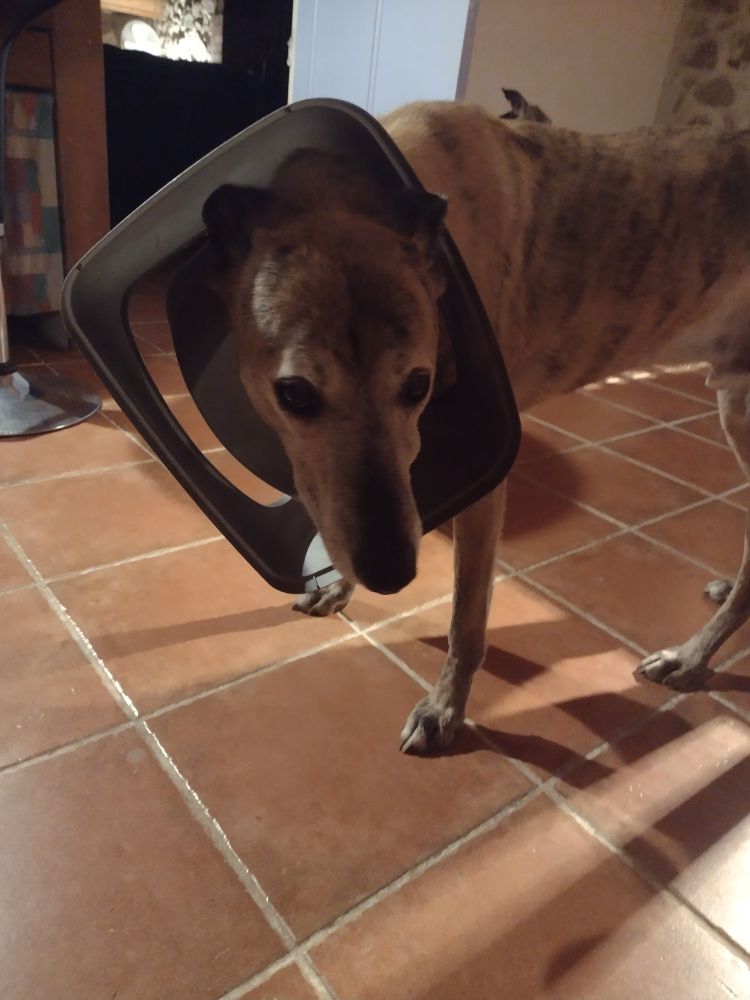 brown stripey dog with his head through the lid of a flip top bin, standing on a red tiled floor 