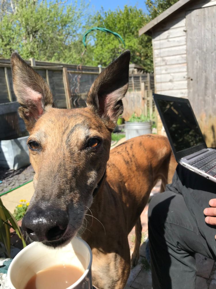 greyhound with nose up near the camera and a cup of tea under his nose