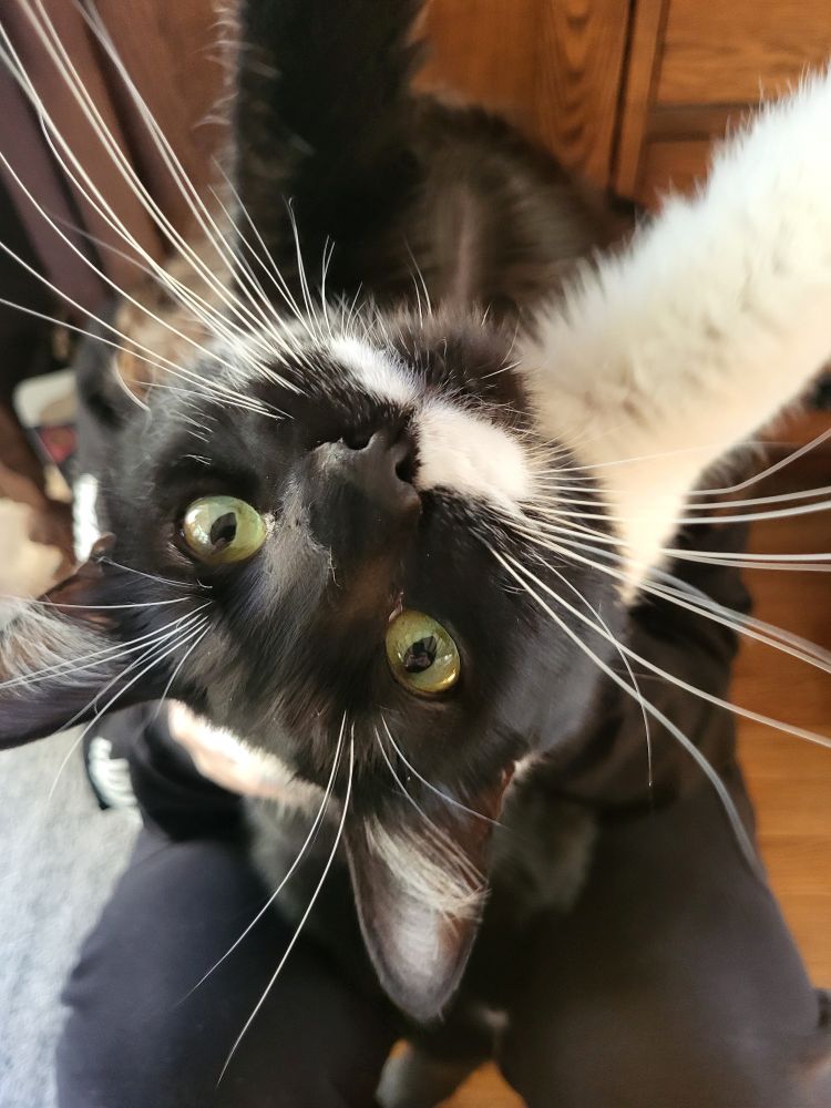 An upside-down black and white cat looks at the camera. His white whiskers  reach out to the edge of the frame.
