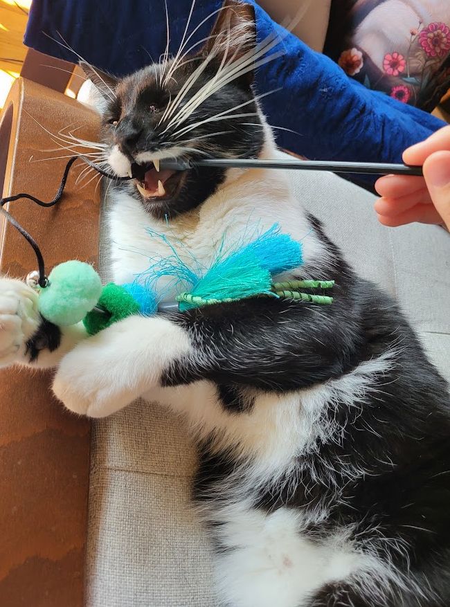 A black and white cat with lots of white whiskers (and big fangs) chews on a cat toy. 