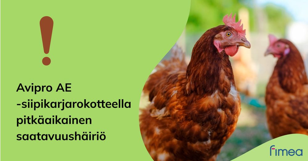 Kuvassa kana. Teksti: Avipro AE -siipikarjarokotteella on pitkäaikainen saatavuushäiriö.