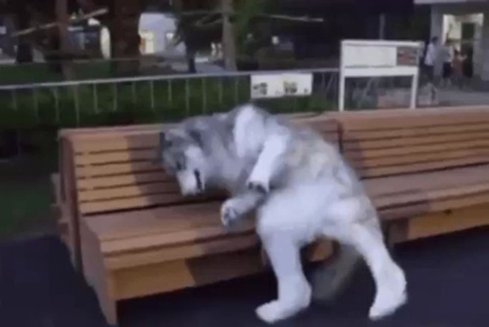 a husky dog is standing on top of a wooden bench in a park .