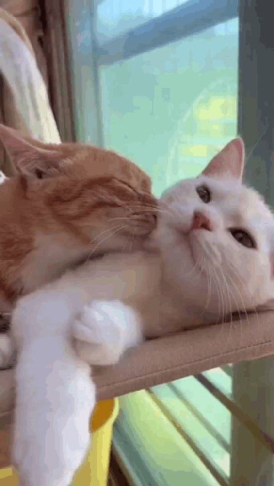 two cats are laying next to each other on a hammock and one of them is licking the other 's face .