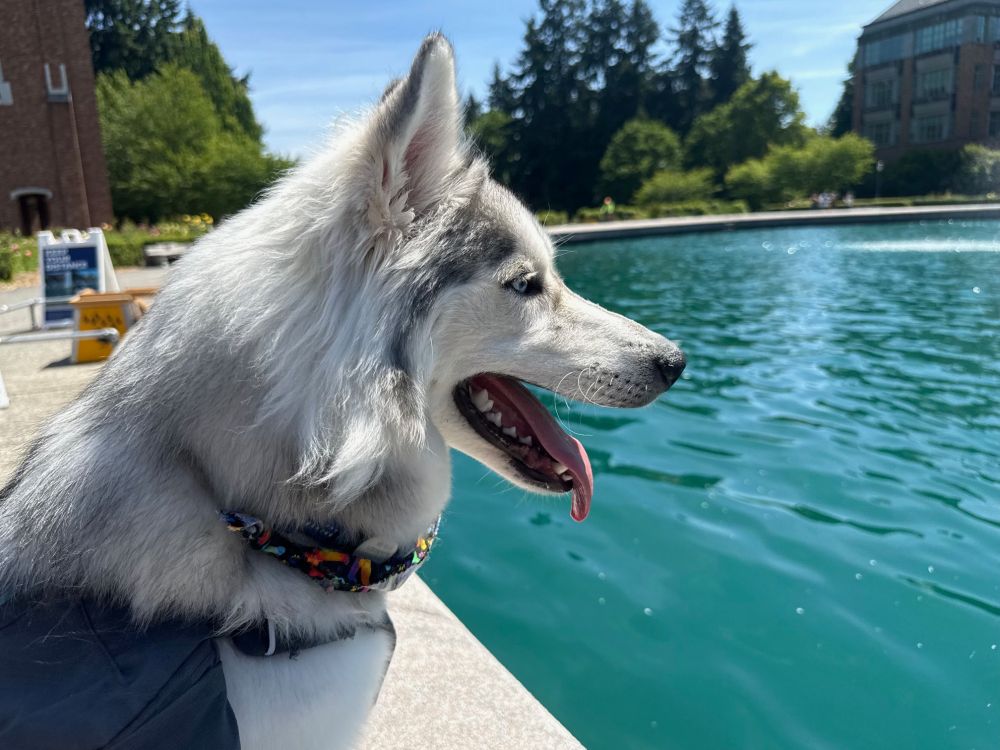 Husky puppy staring out past Drumheller Fountain