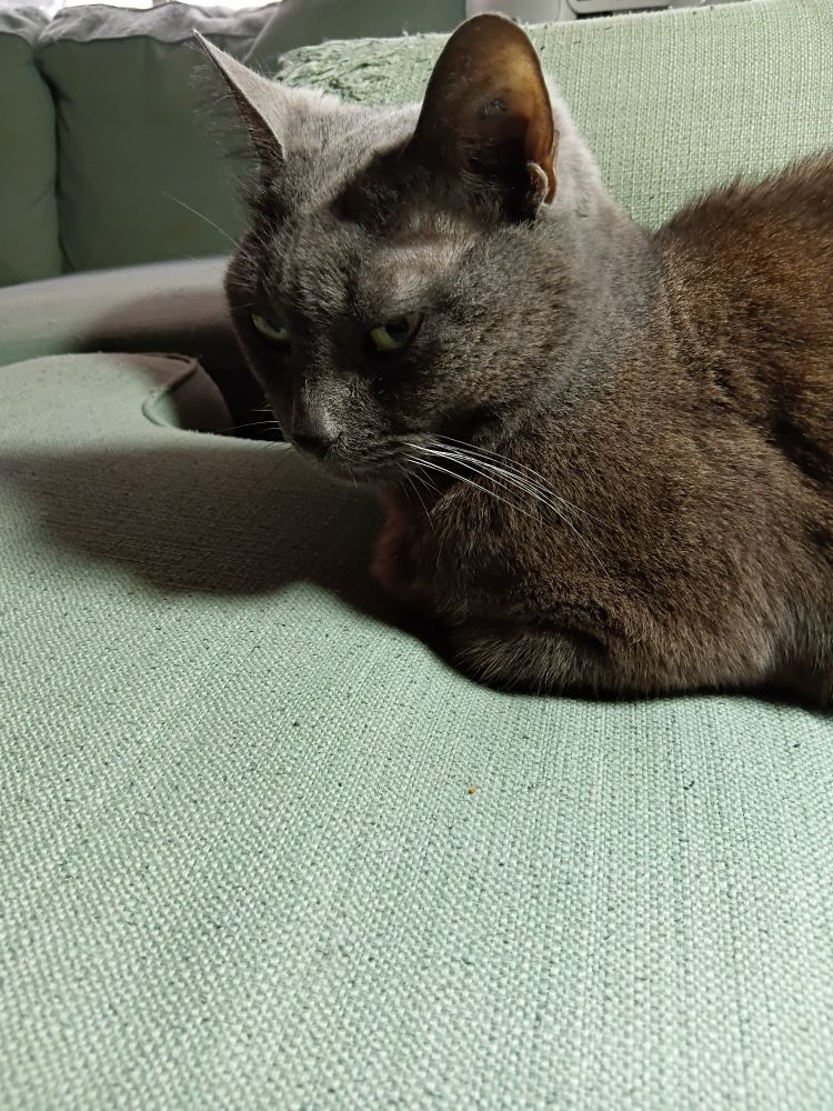 Grey cat giving me side eye while sitting on green couch