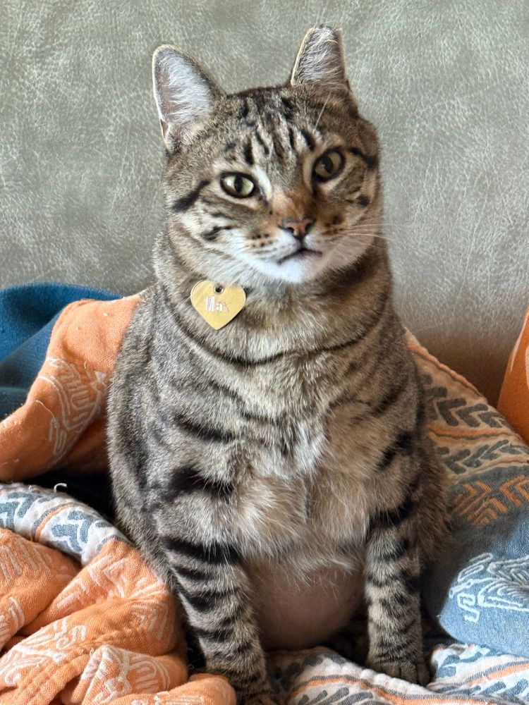 A tabby cat with dark stripes sits alert on an orange and blue blanket, looking toward the camera with a gold heart-shaped ID tag on its collar.