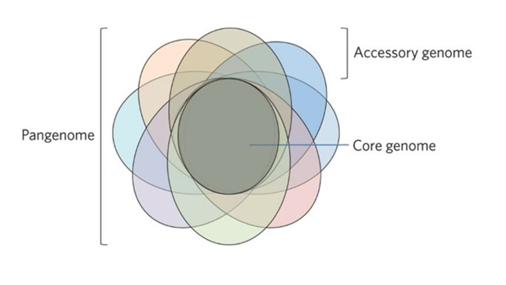 Analysis of Prokaryotic Pangenomes