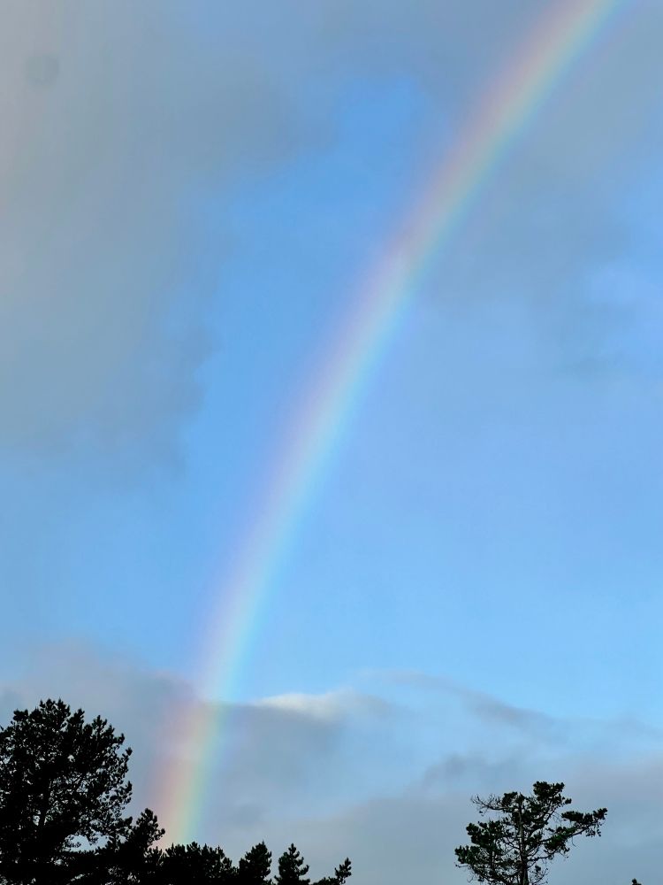 Part of a rainbow coming out from behind trees into a cloudy sky