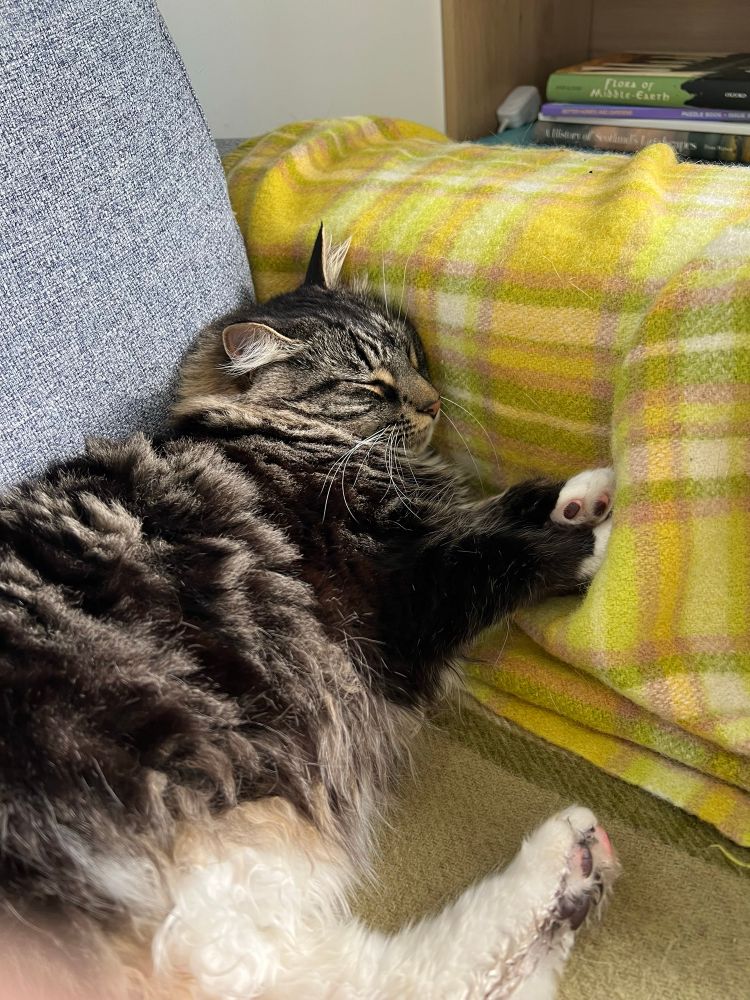 Black tabby cat sleeping in the corner of the couch