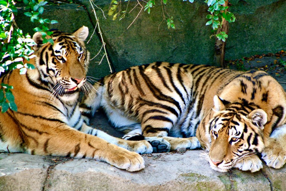 A pair of tigers taking a rest on some rocks. Lyrics are by Beck, from the song Paper Tiger.