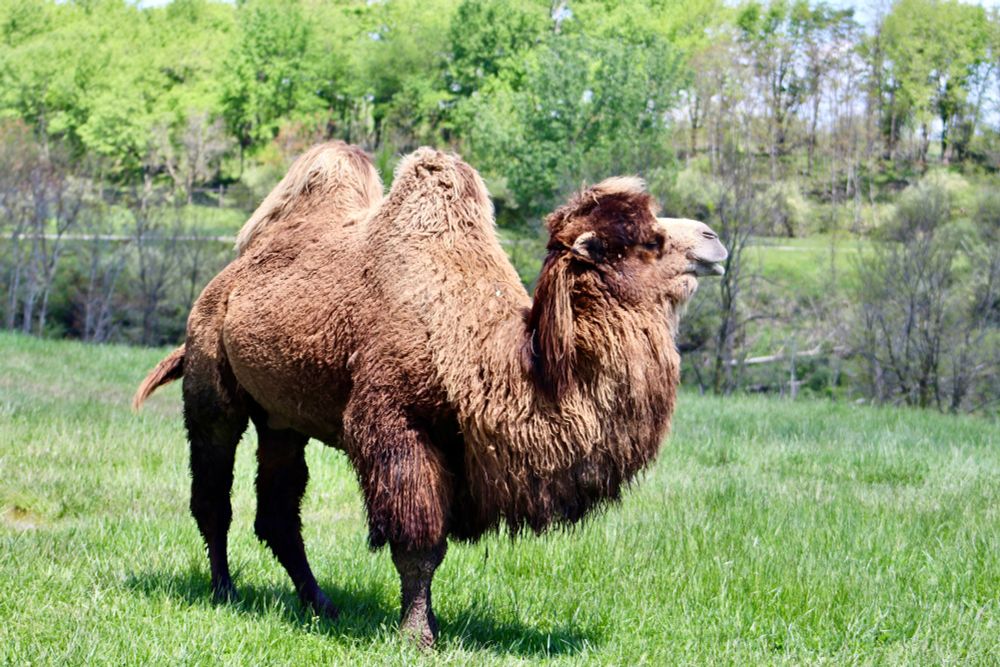 Profile view of bactrian camel, trees in the background.