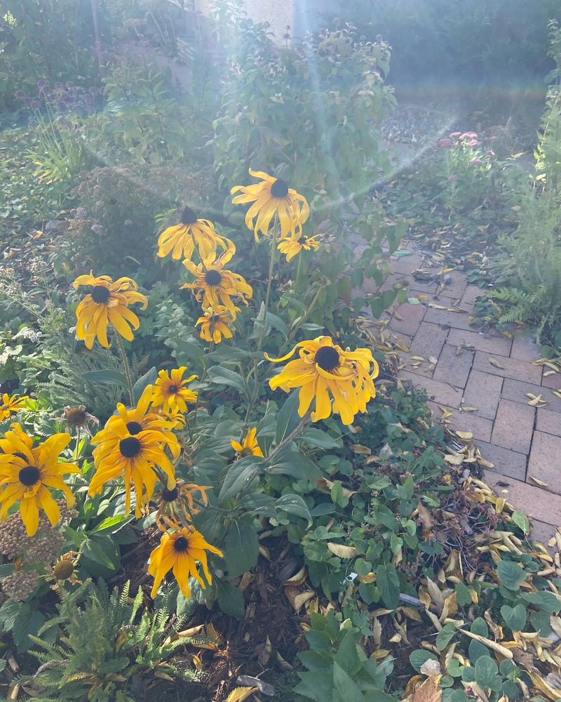 Pure yellow rudbeckia with petals that are dancing in the wind. A chevron brick path goes through the photo. 