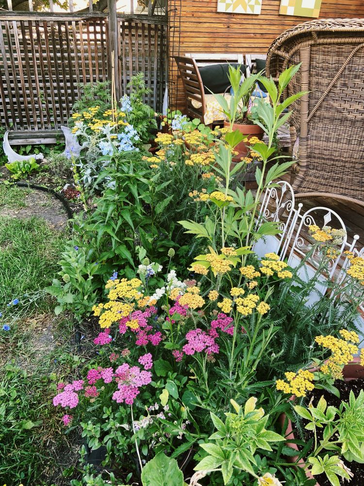 A garden bed with many shades of green leaves at different heights. Pink and yellow yarrow are the focal point.