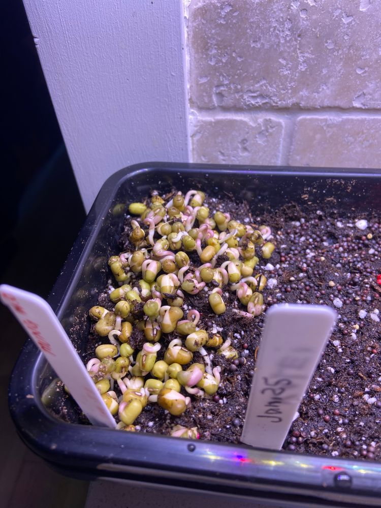 A close up shot of a black seed trays with wet soil and beautiful little green and pink mung beans with robust roots poking out! 
