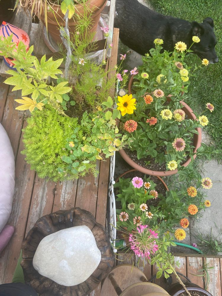 A black dog peaks out from behind a ratty looking deck covered in different plants! Many shades of green with some pink and peach zinnias dotting the foreground.