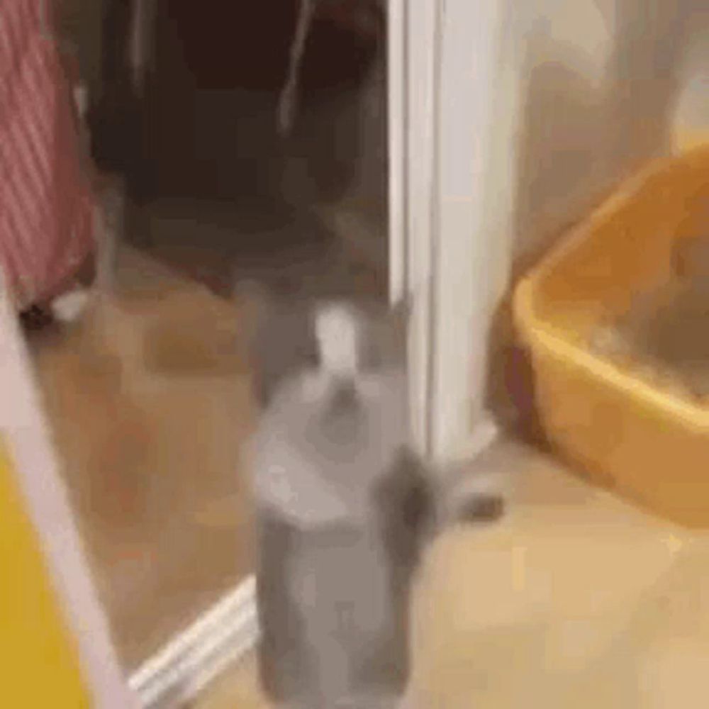 a cat is standing in front of a door next to a litter box .