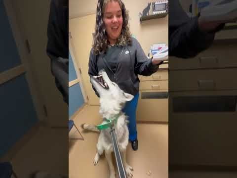 Some Truths About Wolfdog Ownership & What You Might Want to Know #shorts #shortsvideo #shortvideo