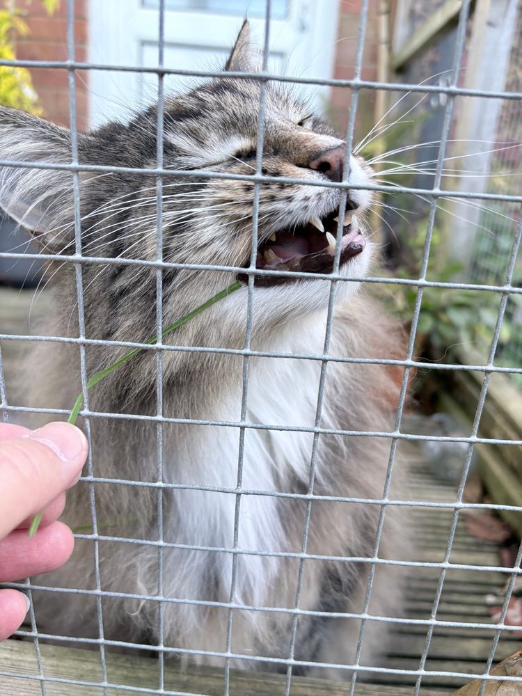 Neeps enjoying every molecule of the grass