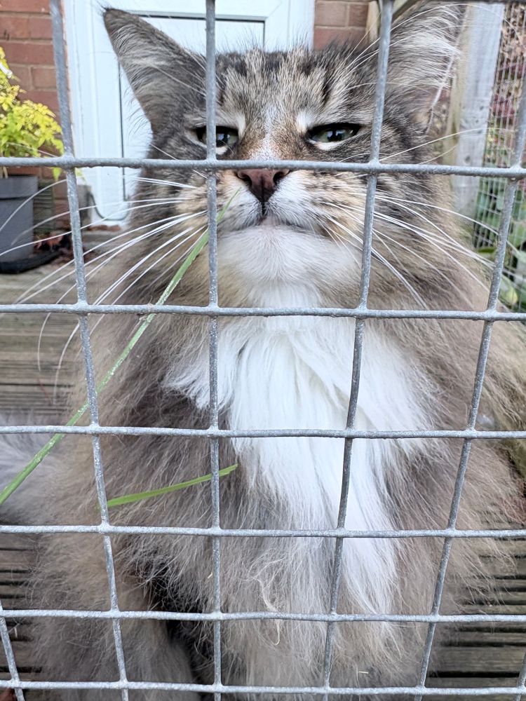 Neeps inspecting a blade of grass I am holding for her through the mesh of our catio