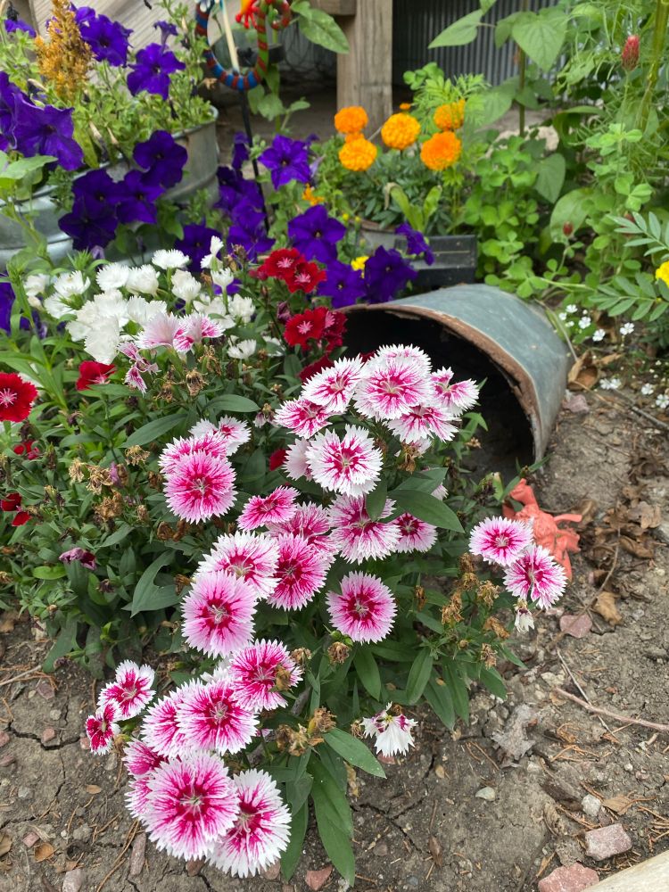 Sweet William flowers 