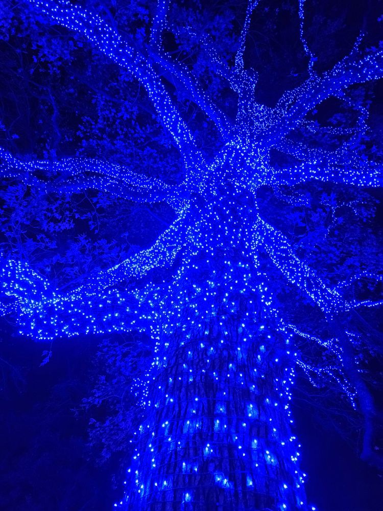 Upshot of a big tree covered in blue lights
