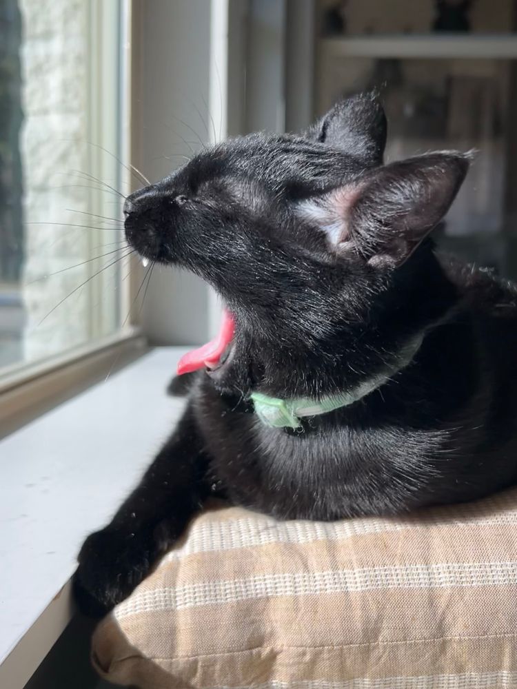 cat on pillow in sun, yawning 