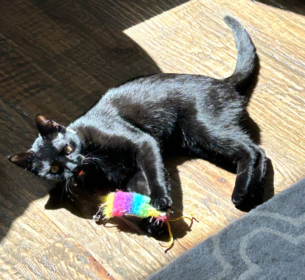 Black cat playing with toy. 