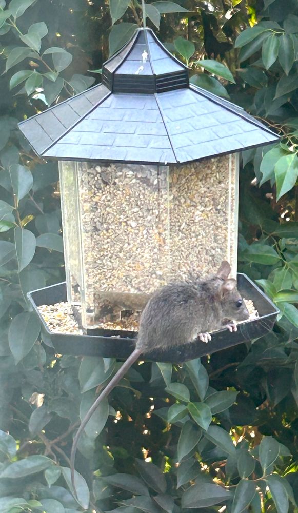 Mouse on hanging bird feeder. 