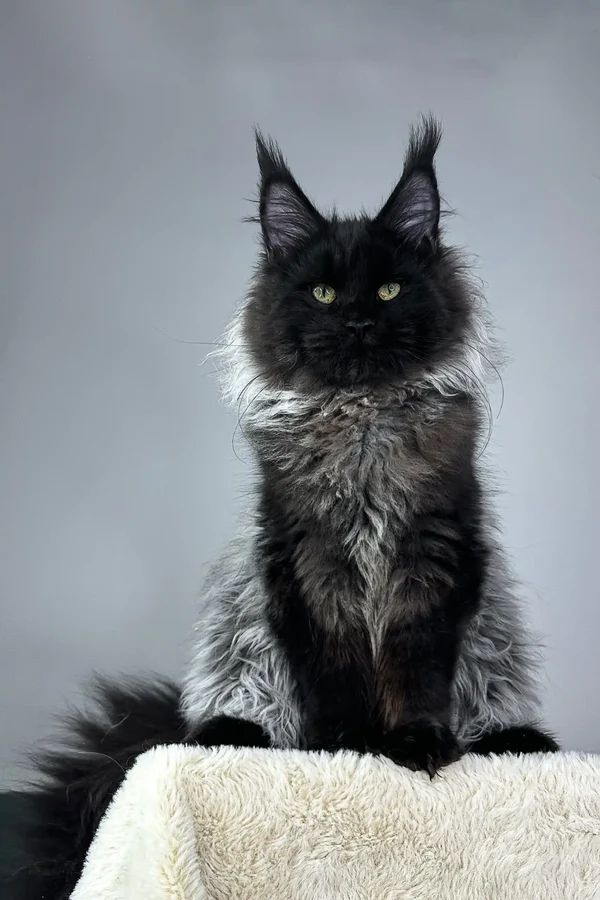 Black smoke long haired cat