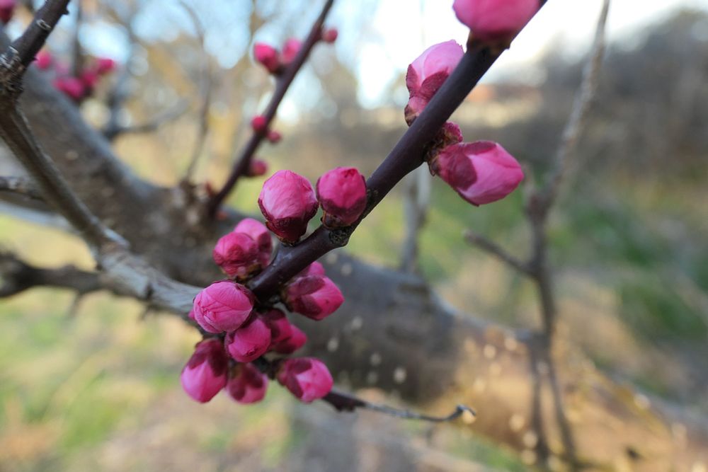 Colour photo of bright pink blossom buds on a branch.

