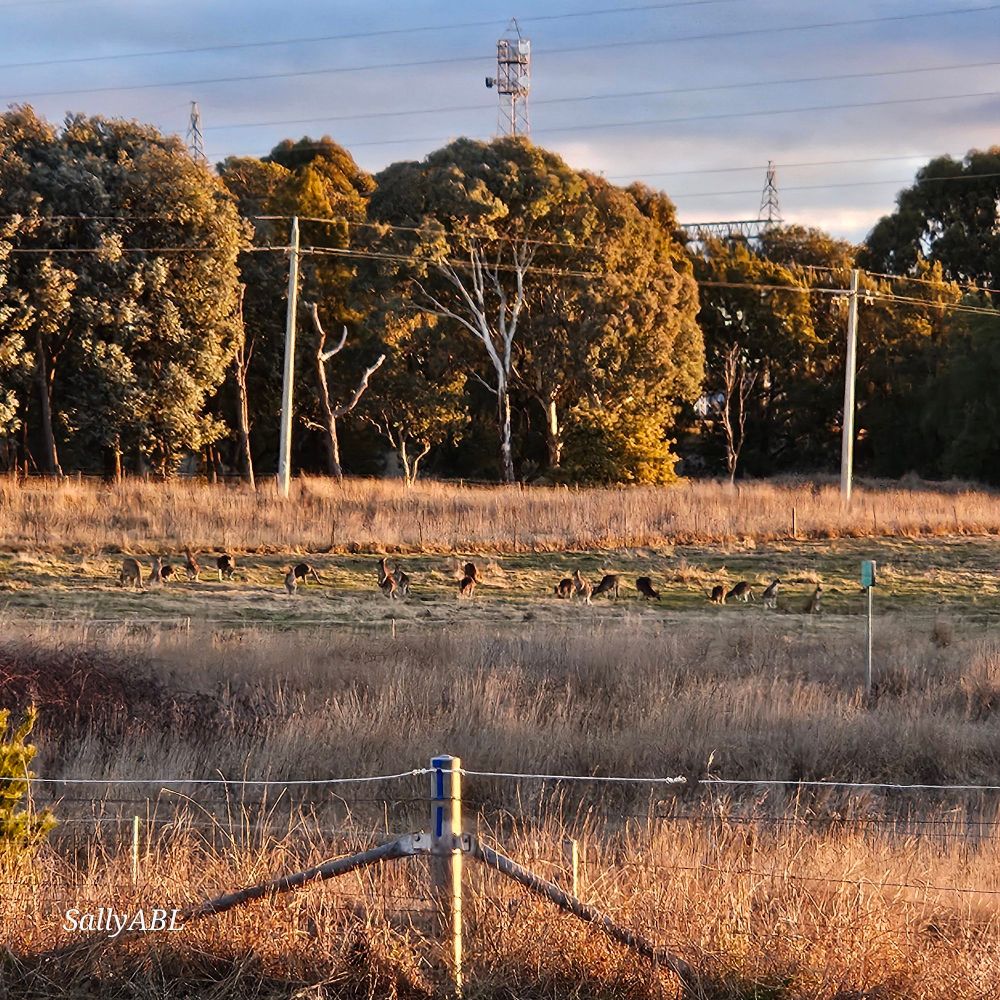 
Colour photo taken today on sunset walk. Image shows a mob of kangaroos grazing in a nearby paddock. The image is warmed by sunset glow. 
