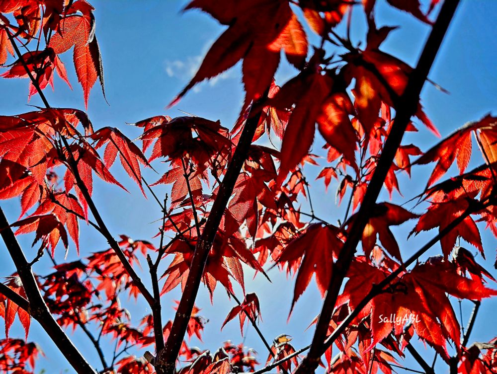 Looking up through the branches and burgundy coloured leaves of the tree to a clear, bright, blue sky. 
