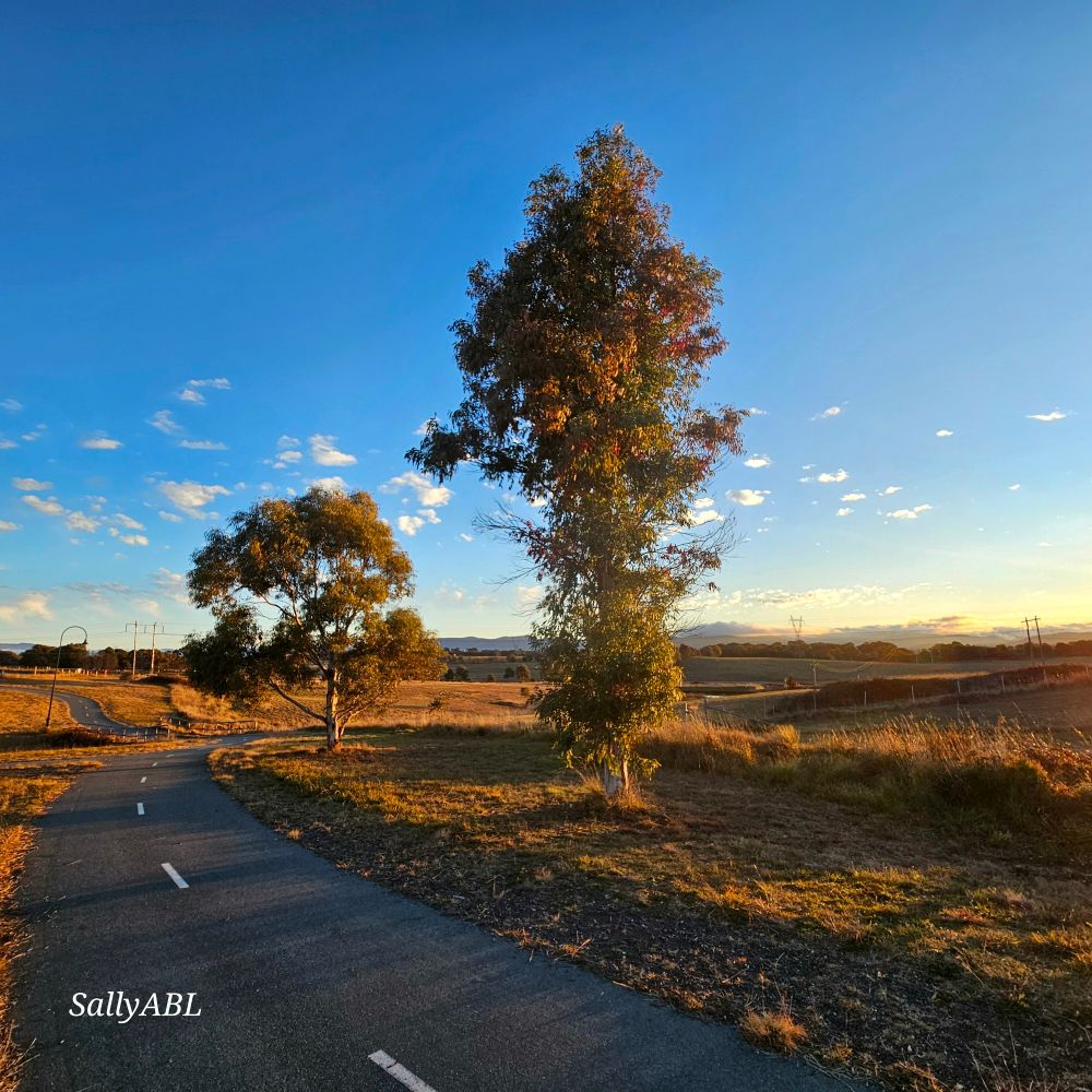 Wide frame colour photo of a walking path through open land. On the right of the path are 2 small trees. Warm sunlight glow brightens the image. 