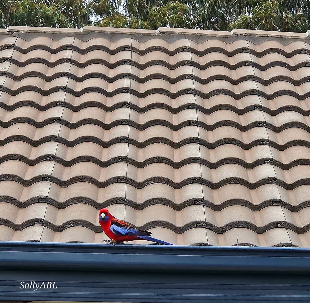 Colour photo showing a Crimson Rosella bird walking to the left along a dark blue house gutter. Behind are sand coloured roof tiles. The bird is looking at the camera.
