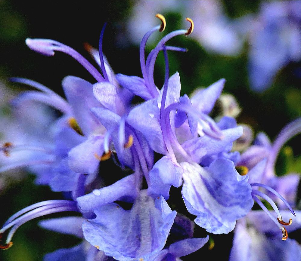Colour photo of lilac coloured flowers on the plant. Google suggests this it is Salvia flowers. 