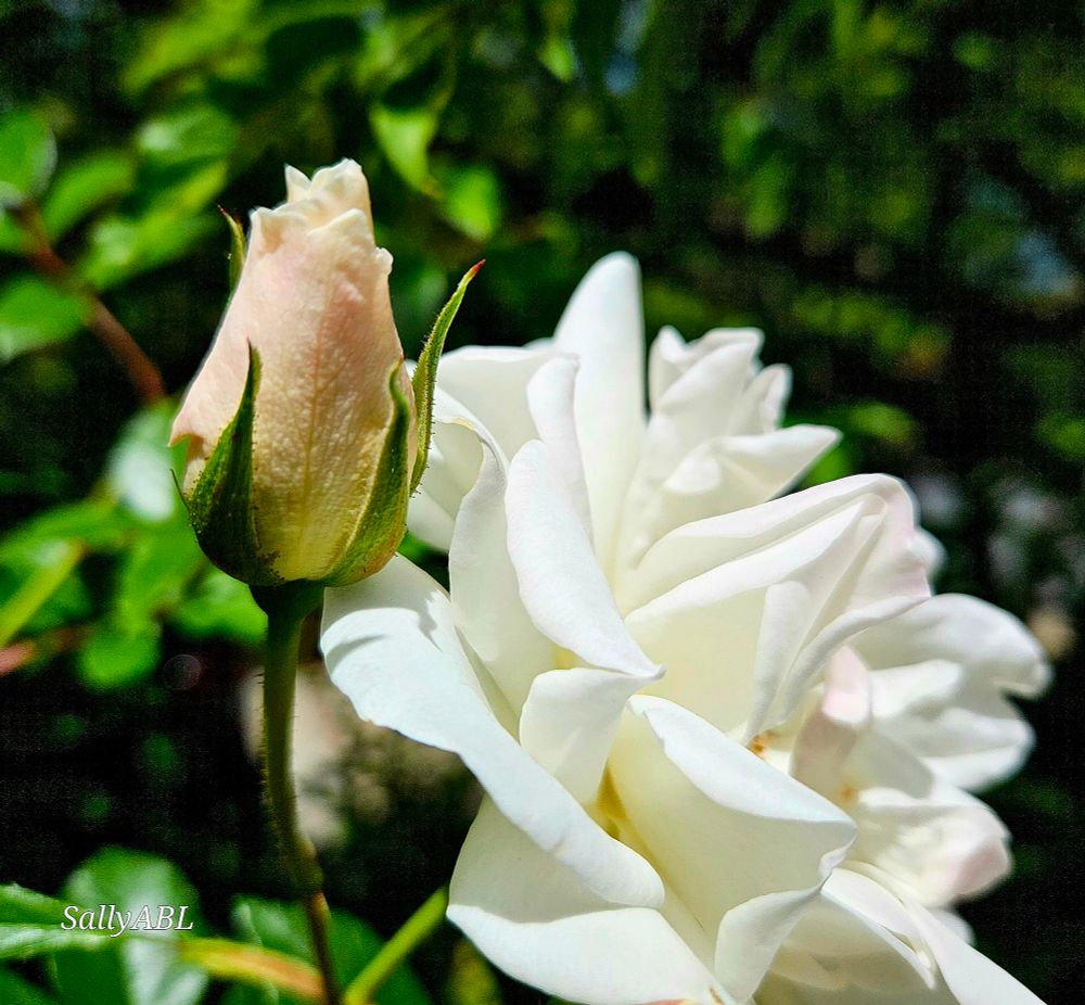Colour photo of white roses with a small bud just starting to open. 