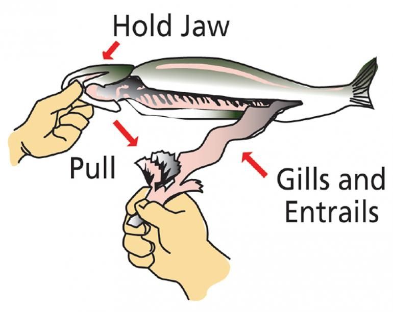 An illustration depicting how to gut a fish:
Hold Jaw
Pull
Gills and Entrails 