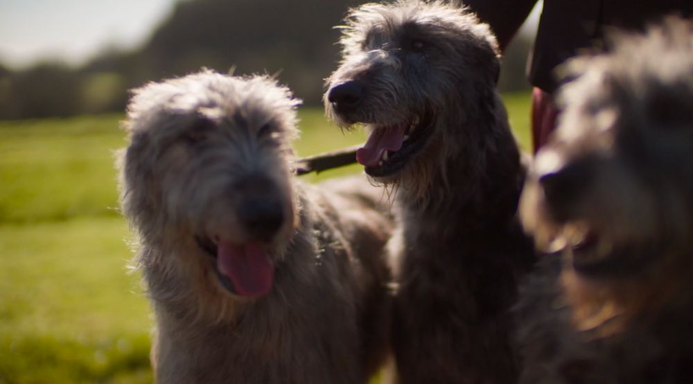 3 lovely smiley dogs
