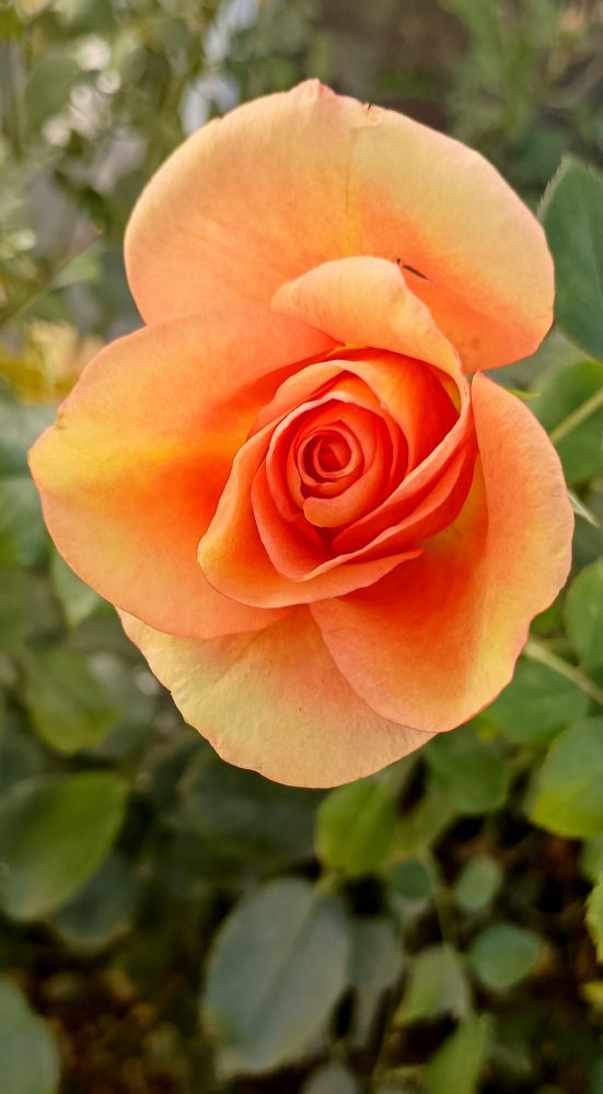 Orange Roses up uncomfortably close 