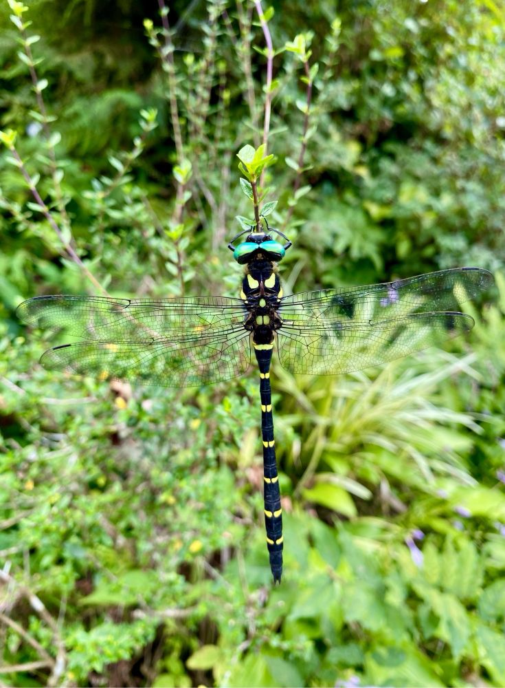 A black and lime-green dragonfly of the family Cordulegastridae, taken in Kyoto, Japan