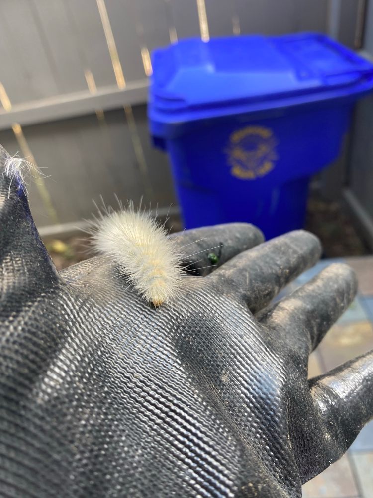 A fluffy white-yellow caterpillar crawling on a black glove
