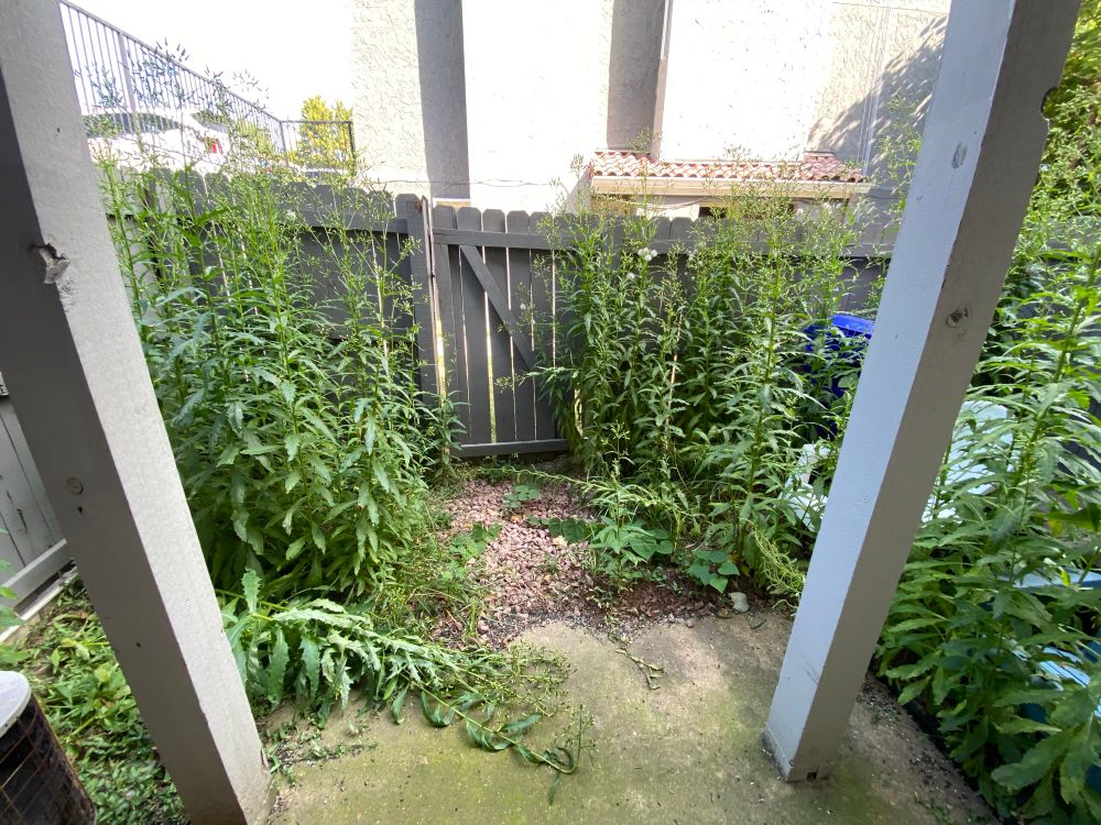 A dense crop of weeds in a fenced in patio area, reminiscent of the forest moon of endor