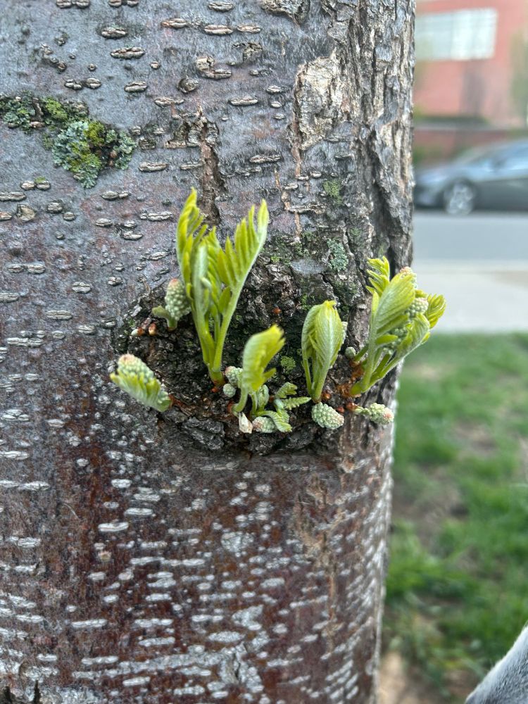Budding new leaves growing out of a tree trunk in different stages of growth 