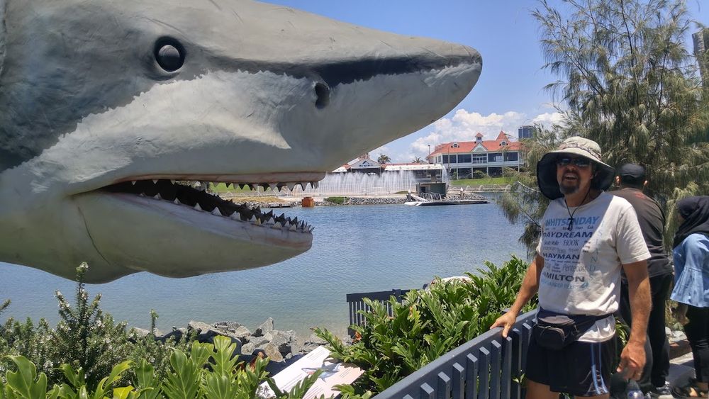 A phot of the head of a very large great white? maybe? shark statue in the foreground, a man in a hat in the background gaping at it.