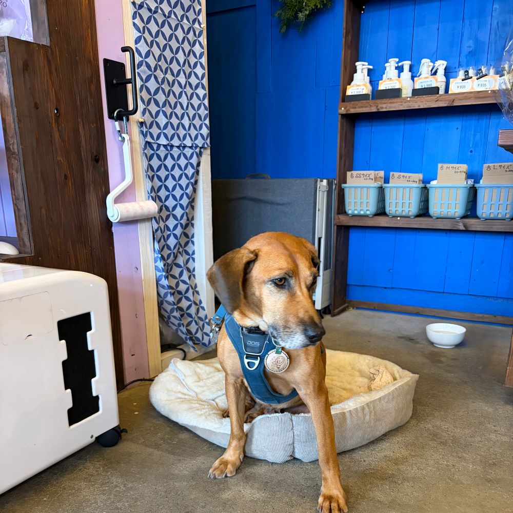 大人しい看板犬のコロッケちゃん