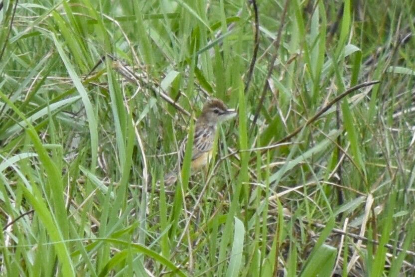Zitting cisticola in a field