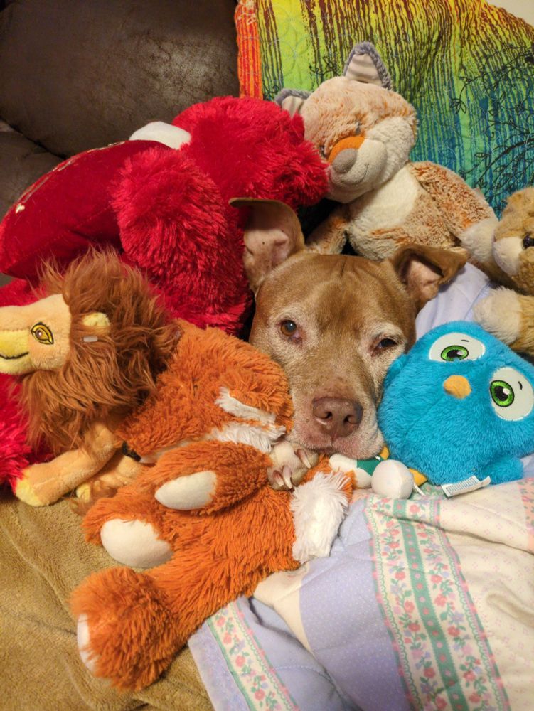 Photo of a pile of colorful stuffies including a blue owl, red bear, 2 foxes, orange kitty and a small likeness of Mufasa. But wait... What's that in the middle? A (real)reddish pitbull face peeking out with  perked ears. 